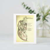 Vintage Anatomie des Schädels Postkarte (Stehend Vorderseite)