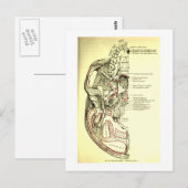 Vintage Anatomie des Schädels Postkarte (Vorne/Hinten)