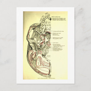 Vintage Anatomie des Schädels Postkarte