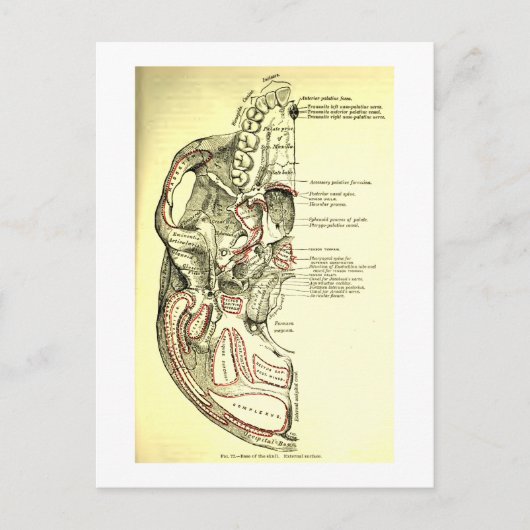 Vintage Anatomie des Schädels Postkarte (Vorderseite)