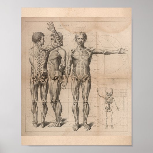 Vintage Anatomie Druck 1827 Poster (Vorne)