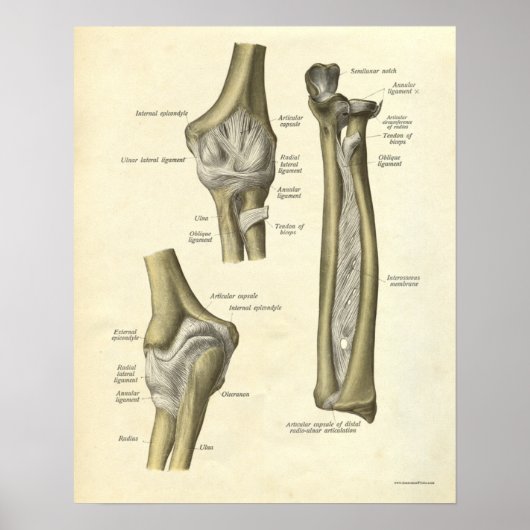 Vintage Anatomie Druck Ellenbogengelenk Poster (Vorne)