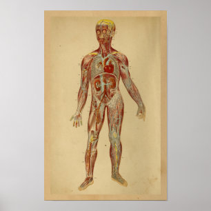 Vintage Anatomie Druck Herz Arterien Venen Poster