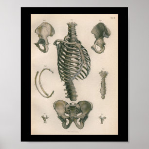 Vintage Anatomie Druck Skelett Knochen Poster