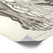 Vintage Anatomie Druck Skelettmuskeln Poster (Ecke)