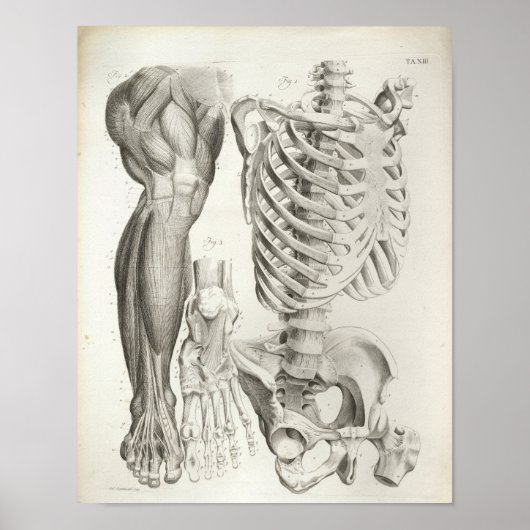 Vintage Anatomie Druck Skelettmuskeln Poster (Vorne)