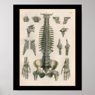 Vintage Anatomie Druck Wirbelsäule Wirbelknochen Poster