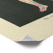 Vintage Anatomie Druckblutgefäße Poster (Ecke)