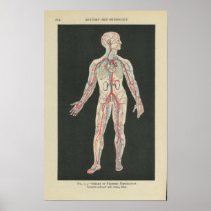 Vintage Anatomie Druckblutgefäße Poster