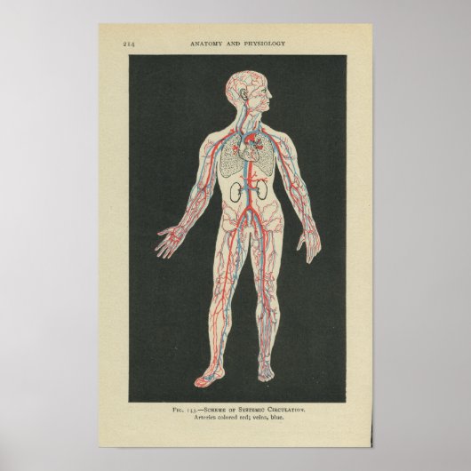 Vintage Anatomie Druckblutgefäße Poster (Vorne)