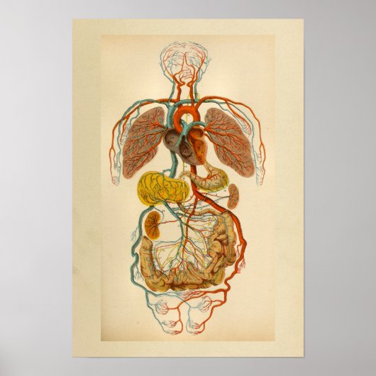 Vintage Anatomie Drucke Herz Arterien Venen (Vorne)