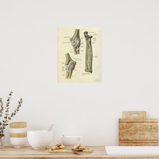 Vintage Anatomie DruckELBOGEN Poster (Küche)