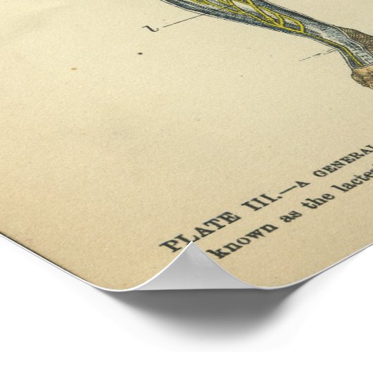 Vintage Anatomie drucken Nervensysteme Poster (Ecke)