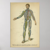Vintage Anatomie drucken Nervensysteme Poster (Vorne)