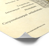 Vintage Anatomie Druckknochen Armgelenke Poster (Ecke)