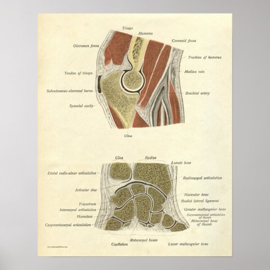 Vintage Anatomie Druckknochen Armgelenke Poster (Vorne)