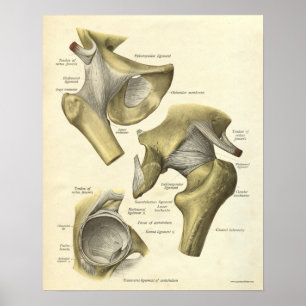 Vintage Anatomie Druckknochen aus Angesagtem Joint Poster