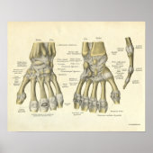 Vintage Anatomie Druckknochen aus Handgelenk Poster (Vorne)