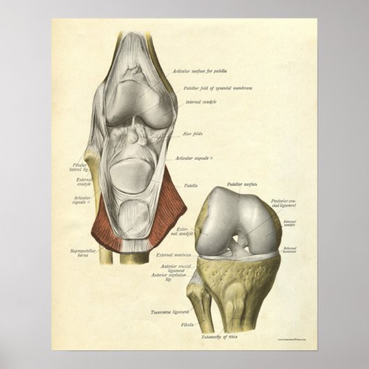 Vintage Anatomie Druckknochen Knie Poster (Vorne)