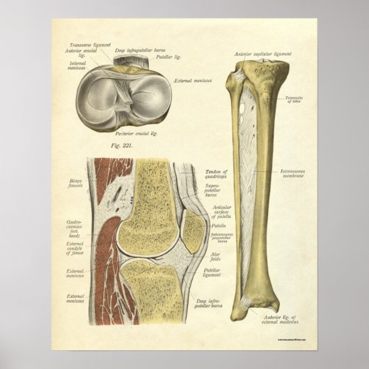 Vintage Anatomie Druckknochen Knie Poster (Vorne)