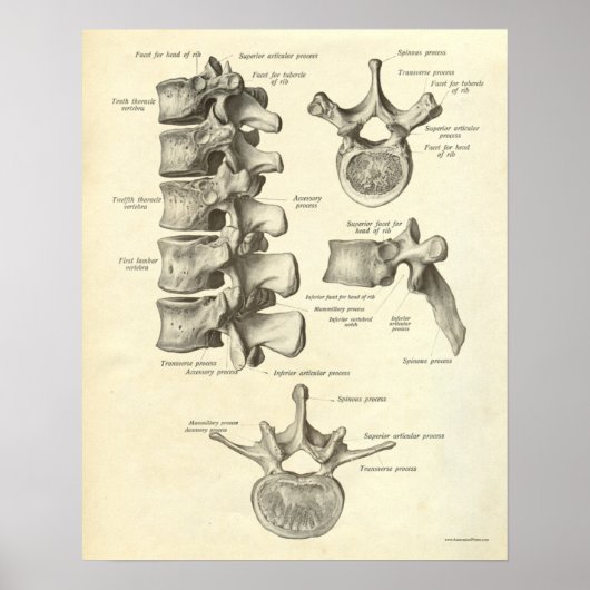 Vintage Anatomie Druckknochen Lumbar Vertebra Poster (Vorne)