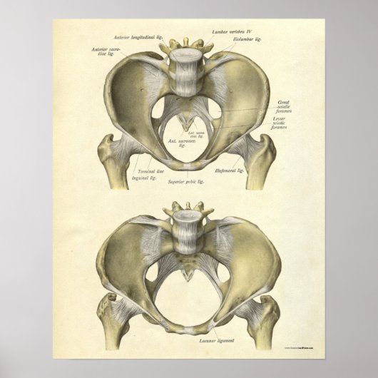 Vintage Anatomie Druckknochen Pelvis Poster (Vorne)