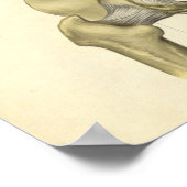 Vintage Anatomie Druckknochen Pelvis Poster (Ecke)