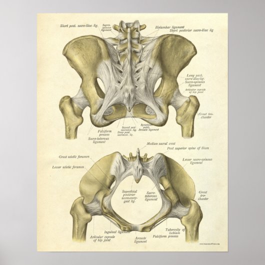 Vintage Anatomie Druckknochen Pelvis Poster (Vorne)