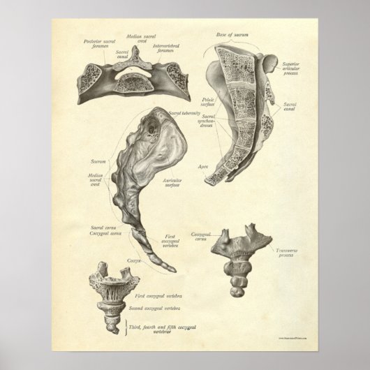 Vintage Anatomie Druckknochen Sacrum Poster (Vorne)