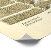 Vintage Anatomie Druckknochen Thorakische Wirbelsä Poster (Ecke)