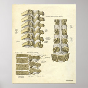 Vintage Anatomie Druckknochen Thorakische Wirbelsä Poster