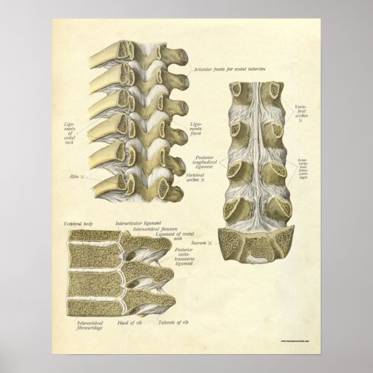 Vintage Anatomie Druckknochen Thorakische Wirbelsä Poster (Vorne)