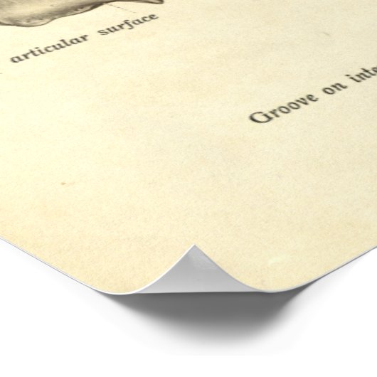 Vintage Anatomie Druckknochen Tibia Poster (Ecke)