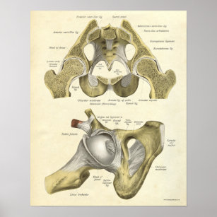 Vintage Anatomie Druckknochen von Angesagtem Pelvi Poster