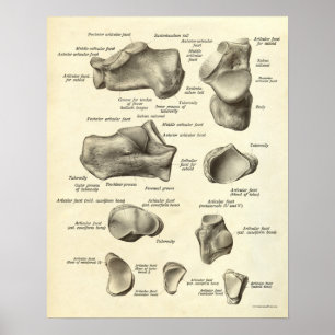 Vintage Anatomie Druckknochen von Foot Poster