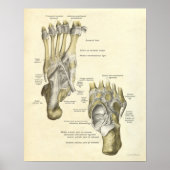 Vintage Anatomie Druckknochen von Foot Poster (Vorne)