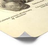 Vintage Anatomie Druckknochen von Foot Poster (Ecke)