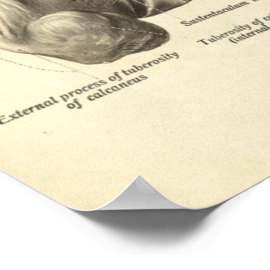 Vintage Anatomie Druckknochen von Foot Poster (Ecke)