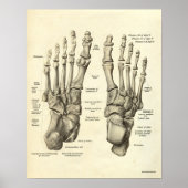 Vintage Anatomie Druckknochen von Foot Poster (Vorne)