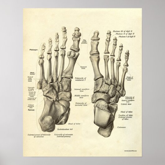Vintage Anatomie Druckknochen von Foot Poster (Vorne)