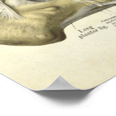 Vintage Anatomie Druckknochen von Foot Poster (Ecke)