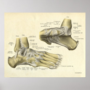 Vintage Anatomie Druckknochen von Foot Poster