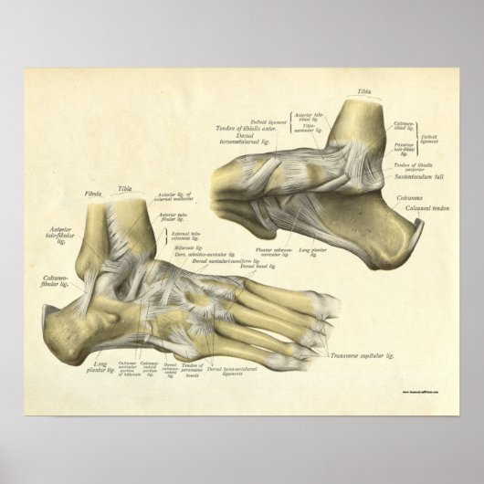 Vintage Anatomie Druckknochen von Foot Poster (Vorne)