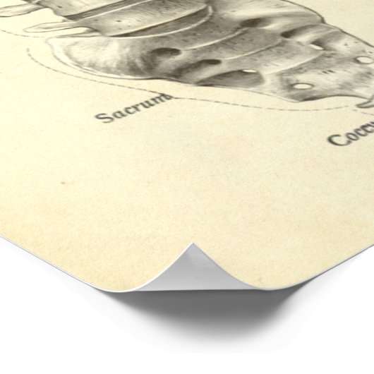 Vintage Anatomie Druckknochen Wirbelsäule Poster (Ecke)