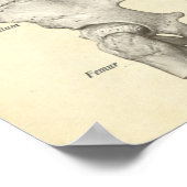 Vintage Anatomie Druckknochen Wirbelsäule Poster (Ecke)