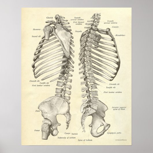 Vintage Anatomie Druckknochen Wirbelsäule Poster (Vorne)