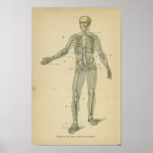 Vintage Anatomie Druckkunde Poster (Vorne)