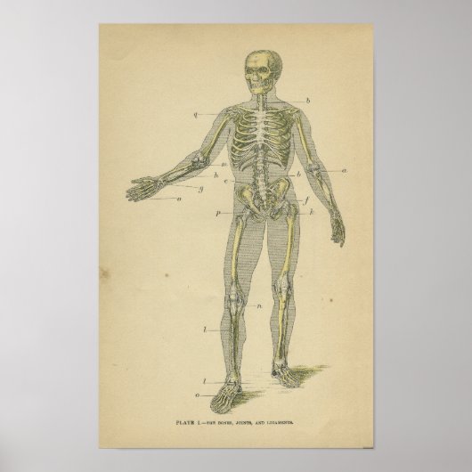 Vintage Anatomie Druckkunde Poster (Vorne)