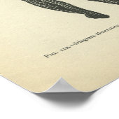 Vintage Anatomie DruckNervensystem Poster (Ecke)