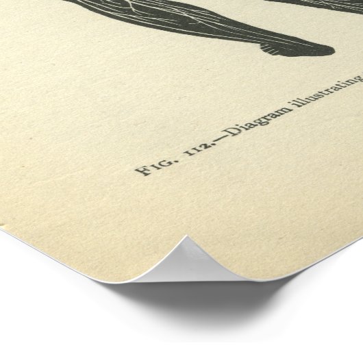 Vintage Anatomie DruckNervensystem Poster (Ecke)